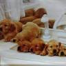 El Loro Azul - Alimentos para animales - Peluquería Canina