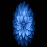 Lotus Bleu