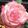 Louisiane Fleurs