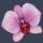 Lugtmeijer Bloemen