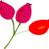 Macedon Ranges Naturopathy - Caroline Lhuer