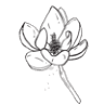 Mangolia