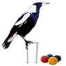 Maitland Croquet Club