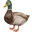 Maître foie gras