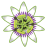 Maracuyá