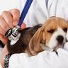 Marcelo Álvarez Salgado Veterinario