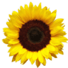Marietta Health Foods LLC