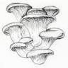 McCrae Gourmet Mushrooms