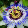 Sam W. Hitt Medicinal Plant Garden