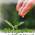 Meekleaf.com