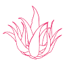 Mezcalia