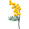 Mimosa Bangkok