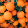 Citricos Siscaret - Naranjas al Día | Comprar Naranjas y mandarinas Online