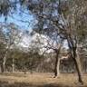 Eynesbury Grey Box Forest