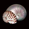Nautilus Dental