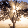 Nelson's Tree Service, LLC