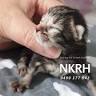 Neonatal Kitten Rescue Hobart