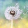 New England Allergy Asthma