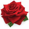 Northam Florist