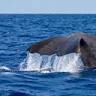 Oceanodroma - Birds, Whales and Dolphins Watching