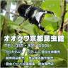 オオクワ 京都昆虫館