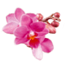 Orquidea Flor