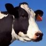 Oxford Bovine Veterinary Services