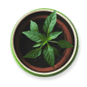 Paradis des plantes