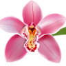 Paradise Flowers