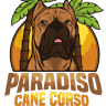 Paradiso Cane Corso