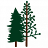 Paraná Wood