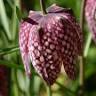 Peerdeman Flowers