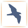 Peregrine Corporation