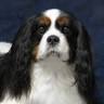 AEWS Pet Preservation
