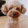 coco Pet Shop