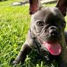 Pet Tracks Pet Services