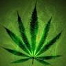 PHB Growers LLC