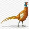 Pheasant Hill Kennel