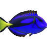 Picasso Aquarium