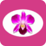 Pim's Thai Orchid