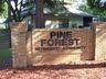 Pine Forest