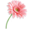 Pink Daisy Garment Care