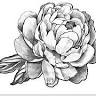 Polycarp Flowers