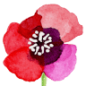 Poppy