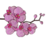 Pretty Petals