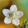 Jasminowa 36