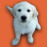 Pups, Pets & Ponies
