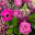 Putney florist