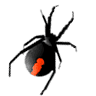 Redback Web Design