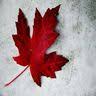 Red Maples Virtual Solutions Inc.